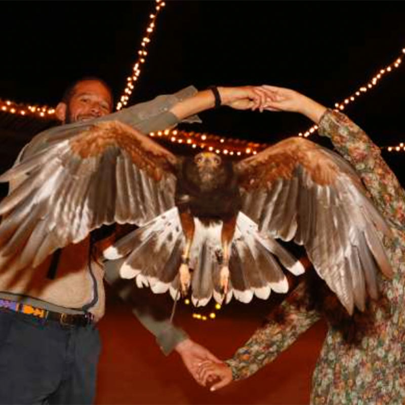 Hawk_Show